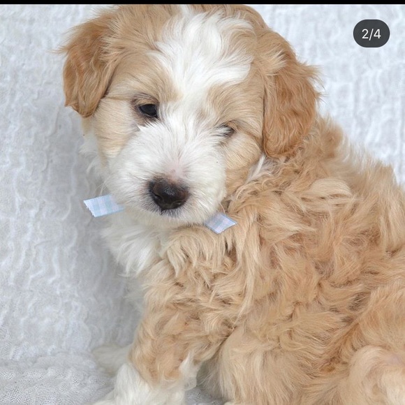 Meet your Posher, Mia - Picture 3 of 7